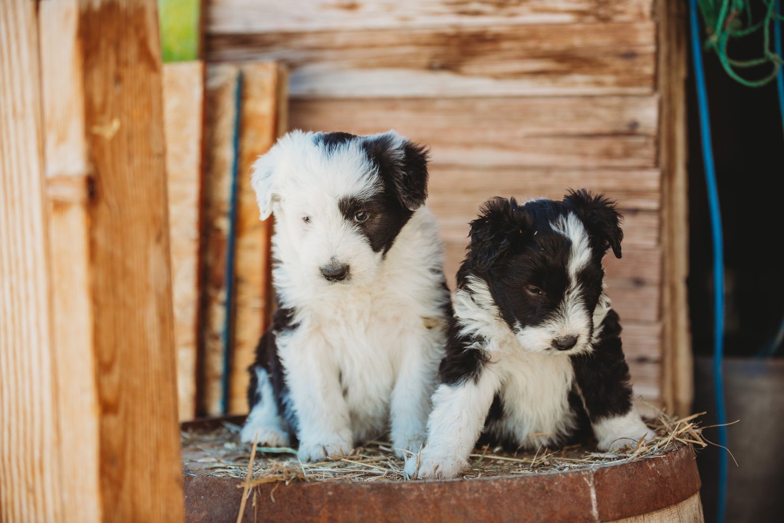 Idaho Shag Puppies