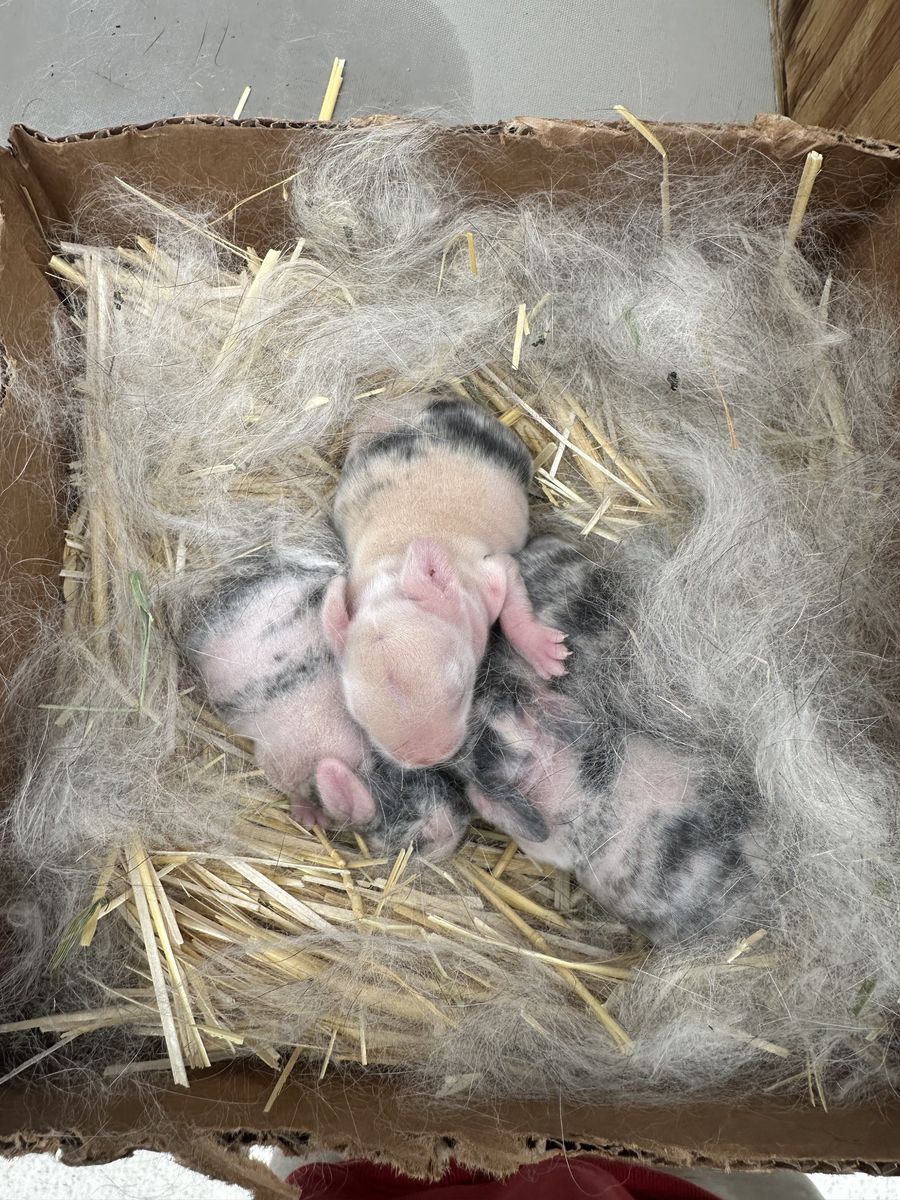 Purebred Holland Lops Are Here