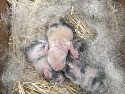 Purebred Holland Lops Are Here