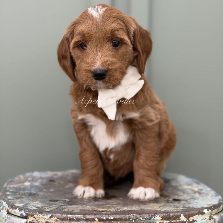 Mini F1 Goldendoodles