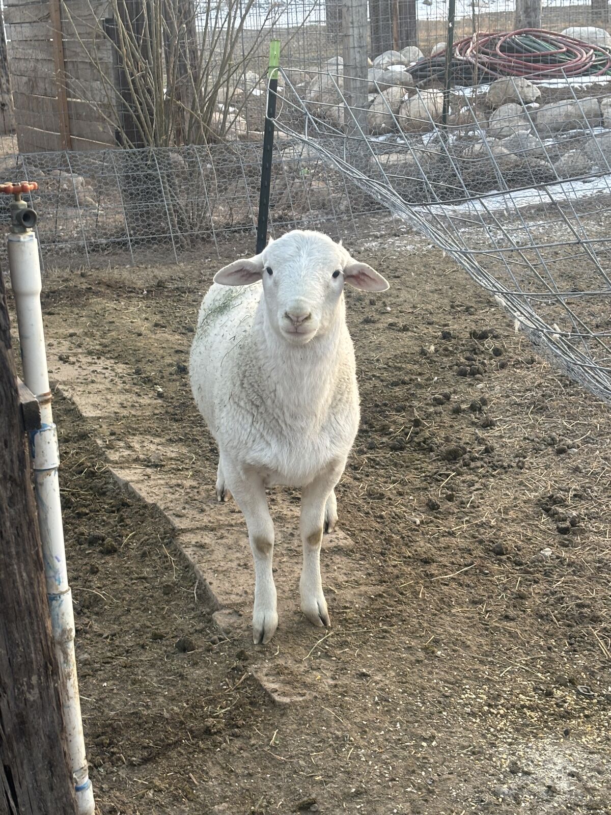 Aussie white/ Dorper Ram