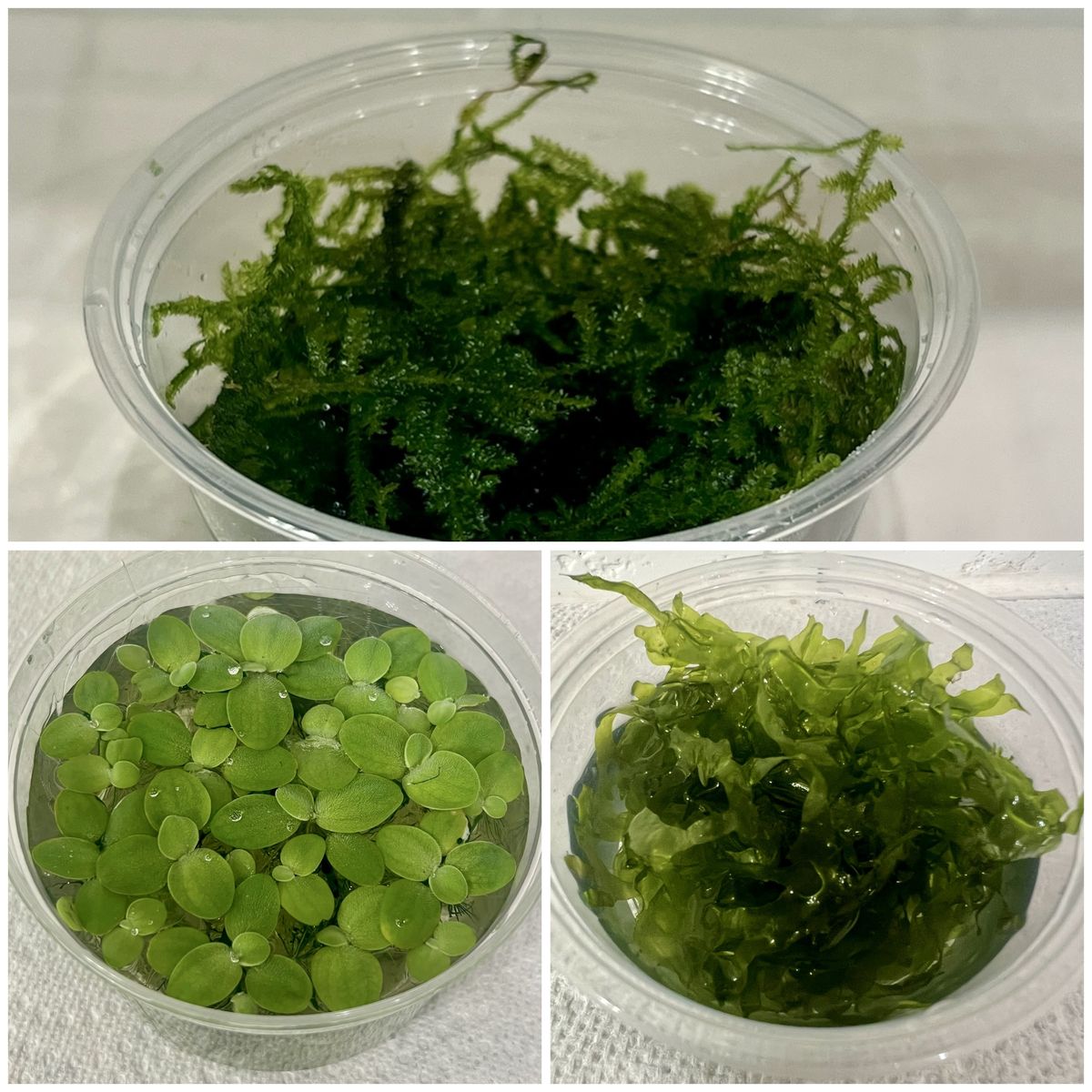 *SALE* Aquarium Plants