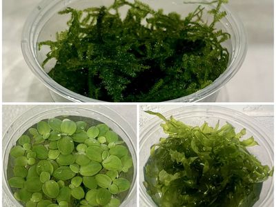 *SALE* Aquarium Plants