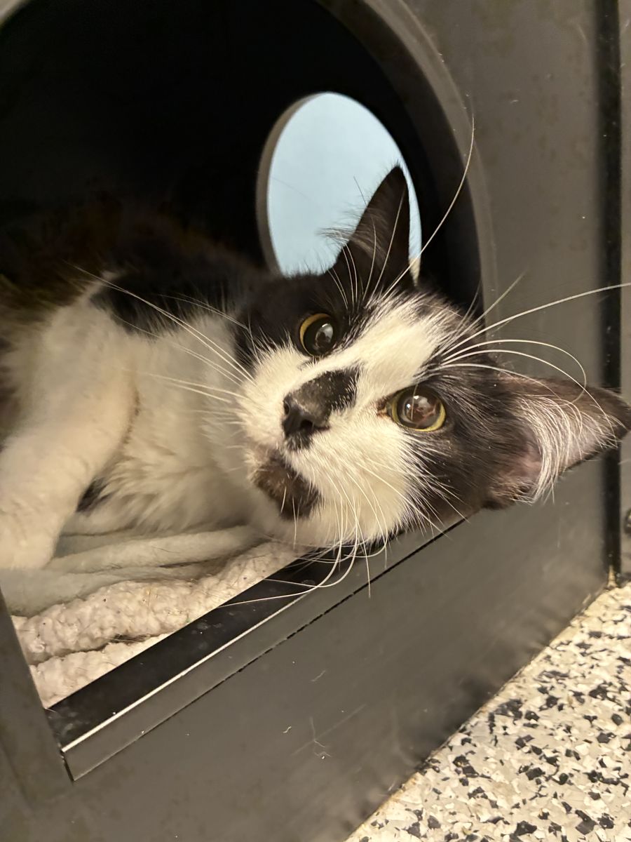 A164788 Swagarita is Available for Adoption!