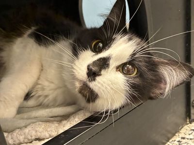 A164788 Swagarita is Available for Adoption!