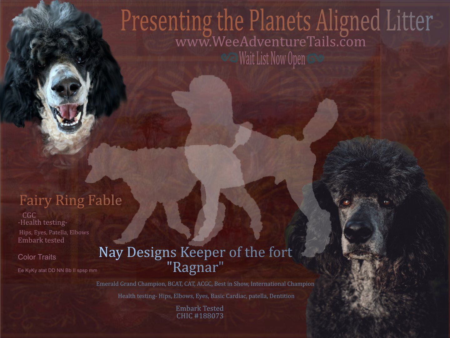 Planned Litter of AKC Standard Poodles Puppies - Health Tested • Wait-list Open