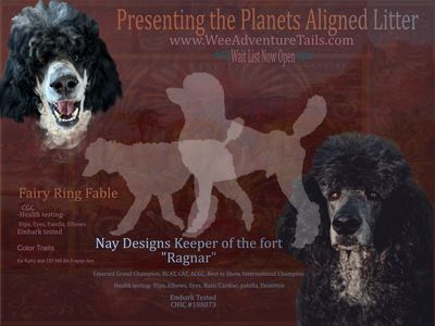 Planned Litter of AKC Standard Poodles Puppies - Health Tested • Wait-list Open