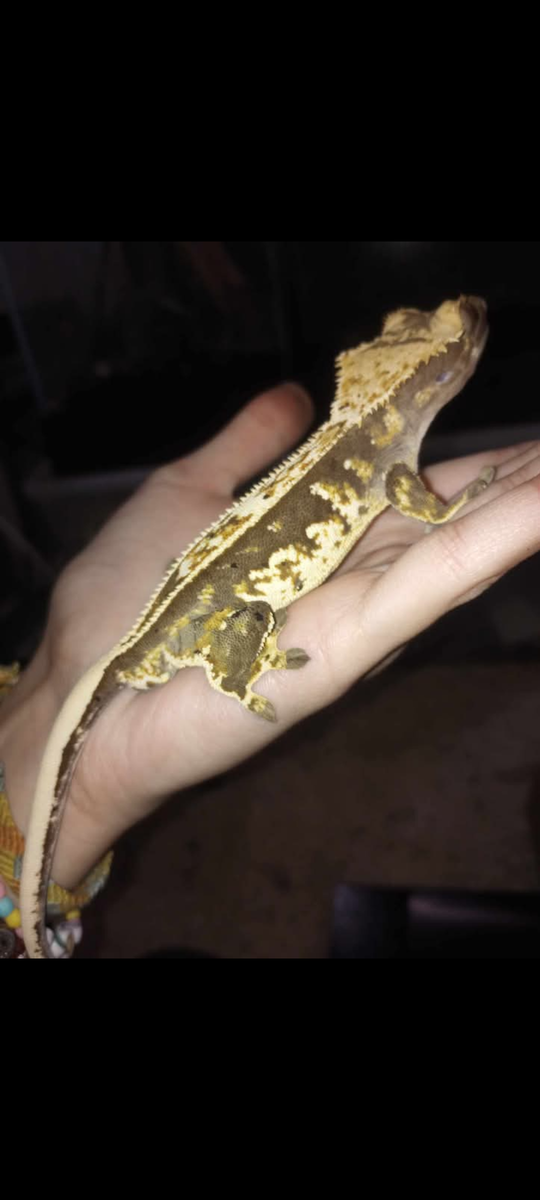 Reptiles