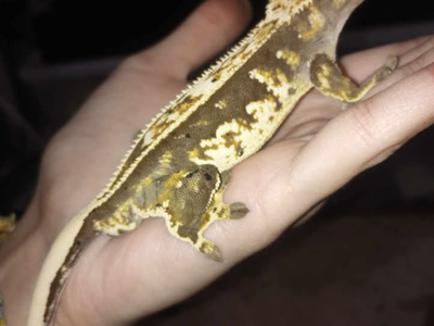 Reptiles