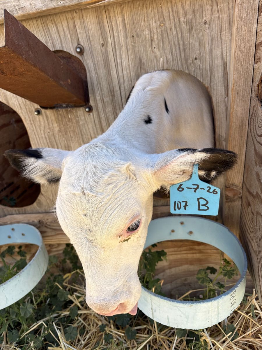 Bottle holstein