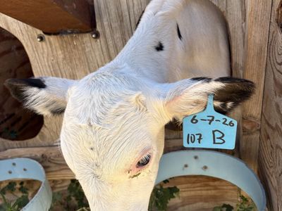Bottle holstein
