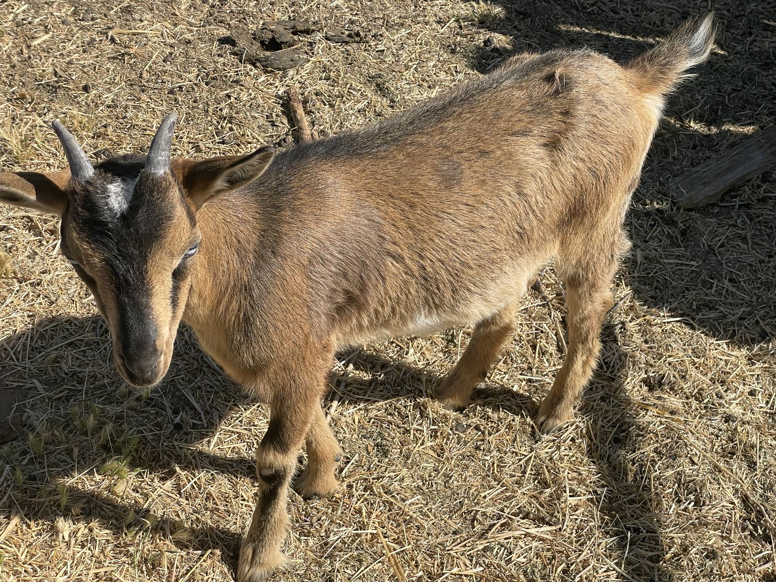 Goats