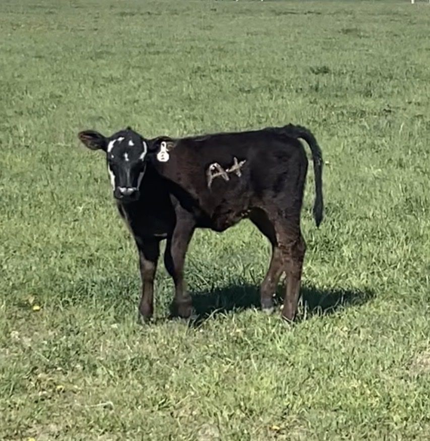 3.5 month old Angus Cross Heifer