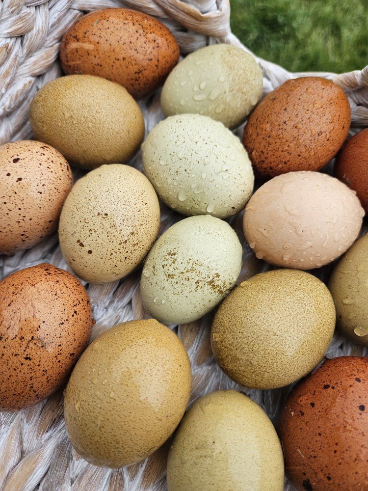 olive egger hen