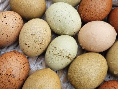 olive egger hen