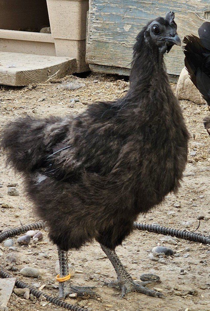 Ayam Cemani Hen (bottle brush feathers)