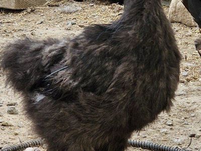 Ayam Cemani Hen (bottle brush feathers)