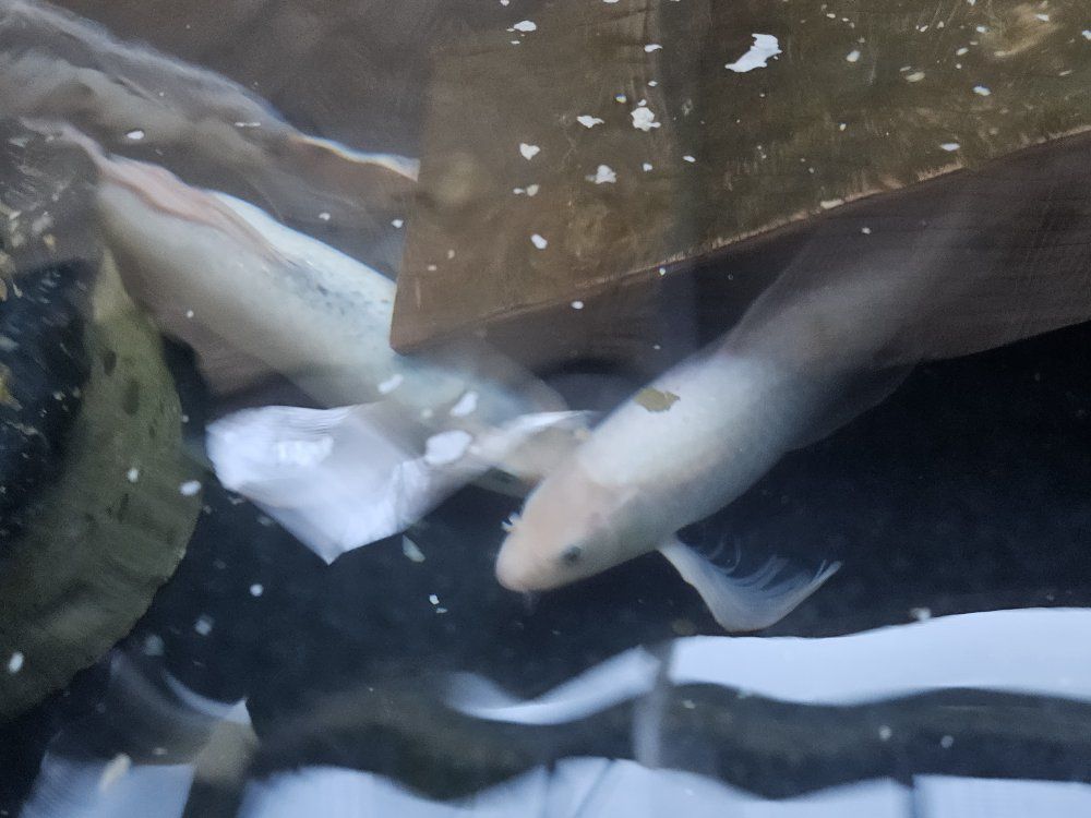 female butterfly koi 2ft long,