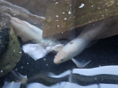 female butterfly koi 2ft long,