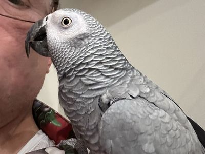 African Grey Parrot - Intelligent, Friendly Pet Bird