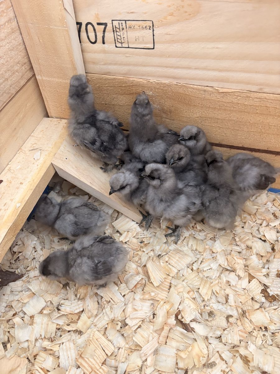 Silkie chicks