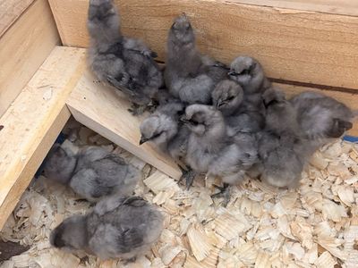 Silkie chicks