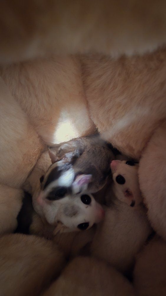 Sugar Gliders with Full Cage Setup and Accessories