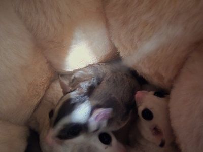 Sugar Gliders with Full Cage Setup and Accessories