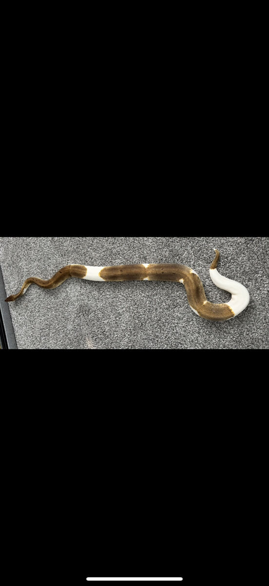 Female Enchi Pinstripe Pied Ball Python