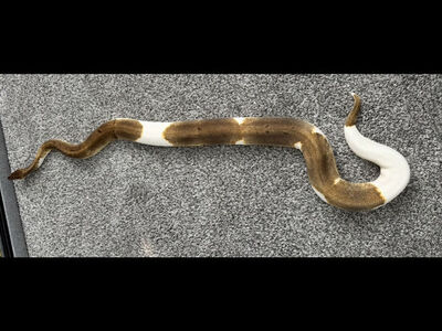 Female Enchi Pinstripe Pied Ball Python