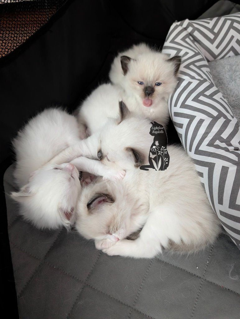 TICA ragdoll kittens