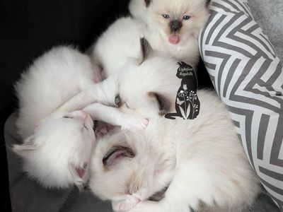 TICA ragdoll kittens