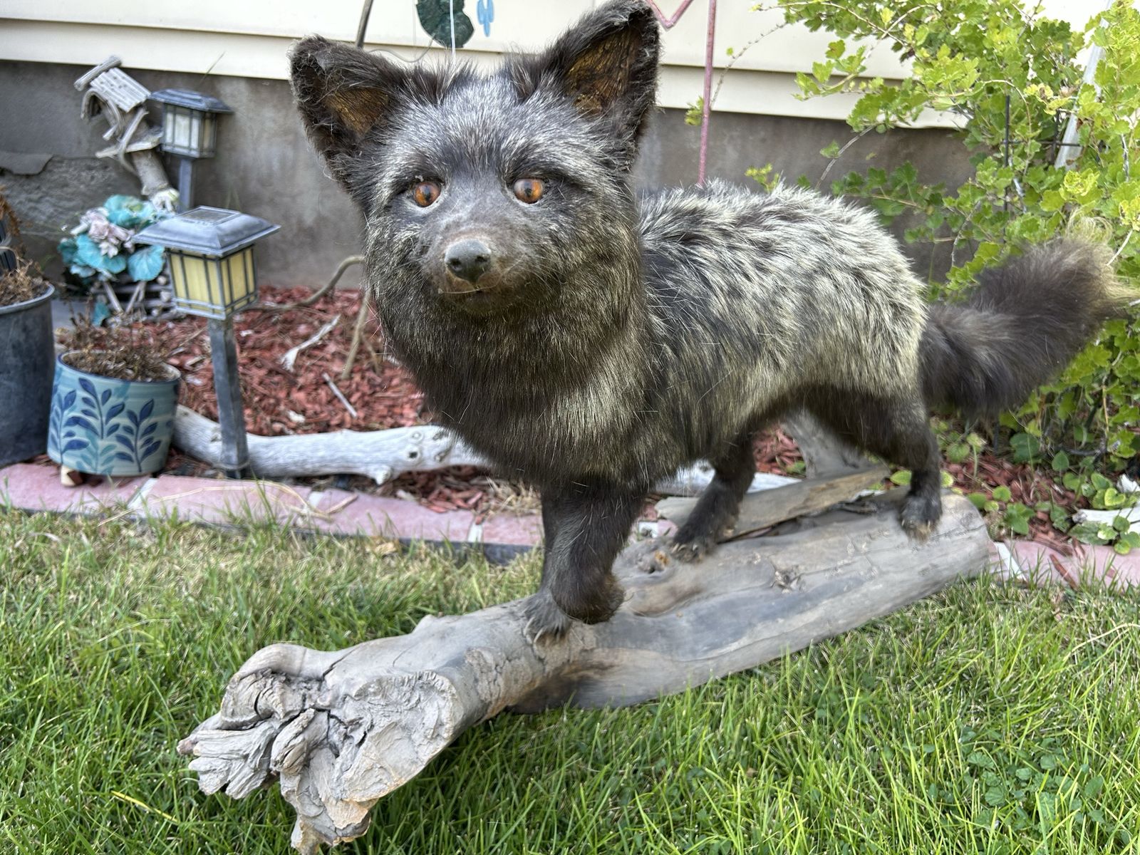 Silver fox taxidermy mount, featuring a dark, silver-tipped coat and standing posed on a piece of weathered wood
