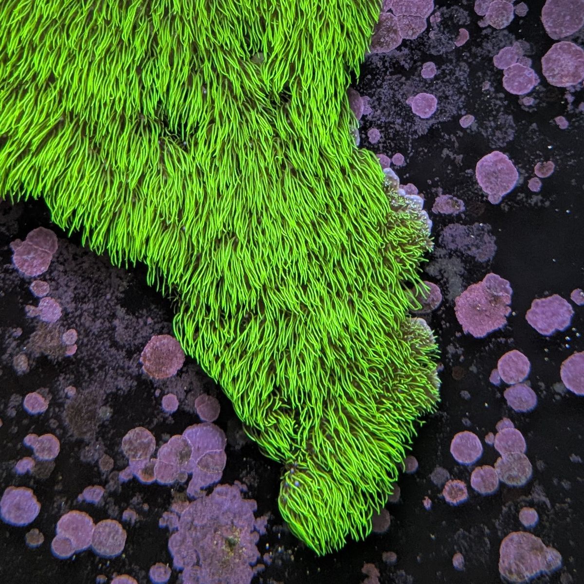 Long stalk Green star polyp coral