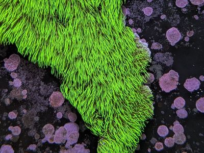 Long stalk Green star polyp coral