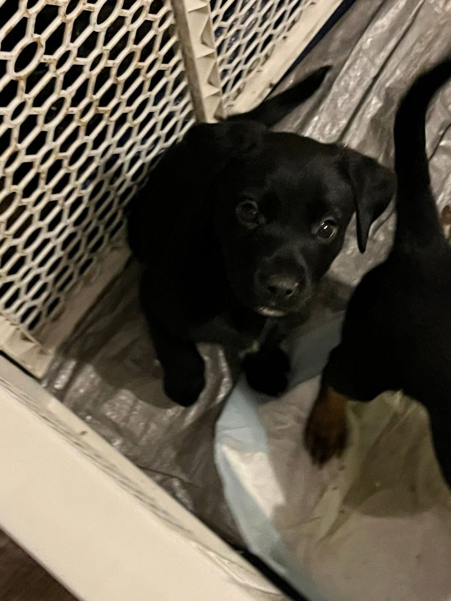 Black Lab Border Collie Heeler Mix Puppies!!