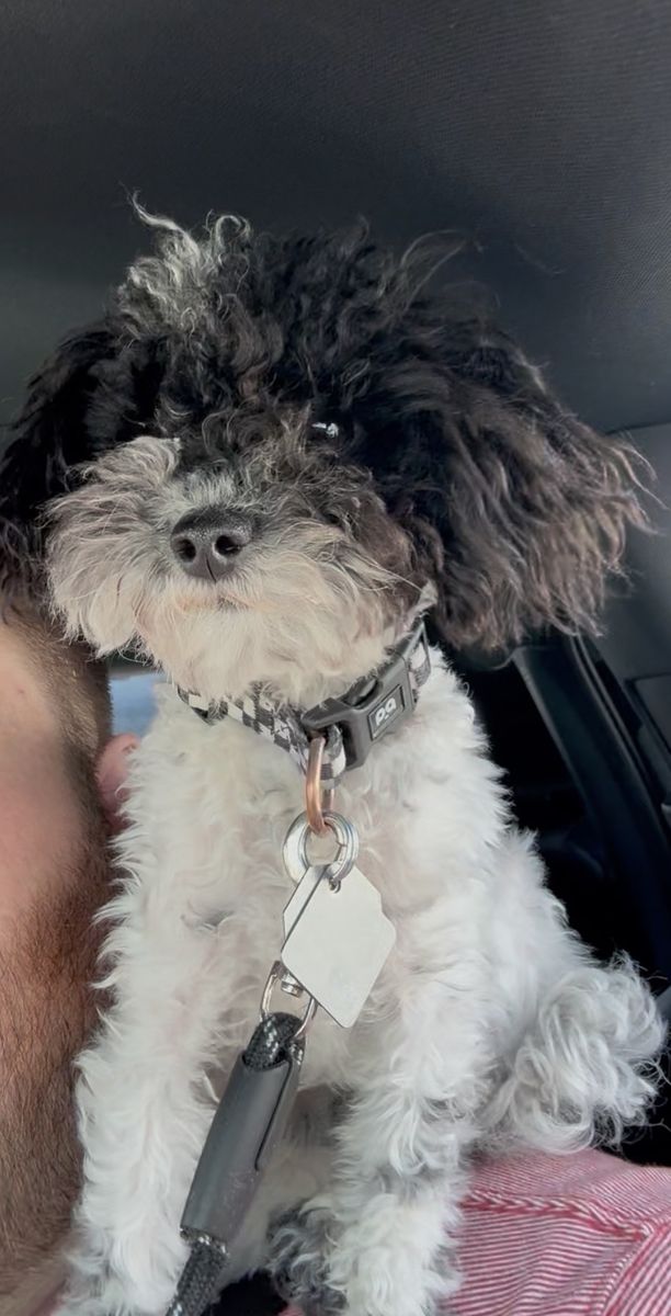 AKC Toy Parti Poodle Stud