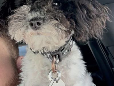 AKC Toy Parti Poodle Stud