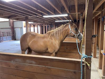 Sorrel Quarter Horse Mare