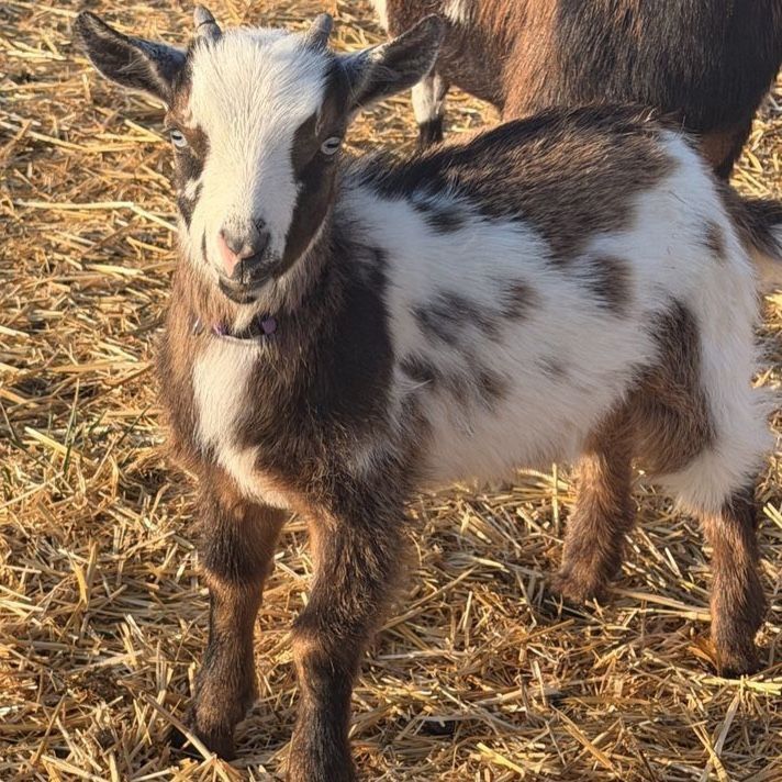 Only 2 left! Beautiful Blue Eyed Nigerian Dwarf Goats