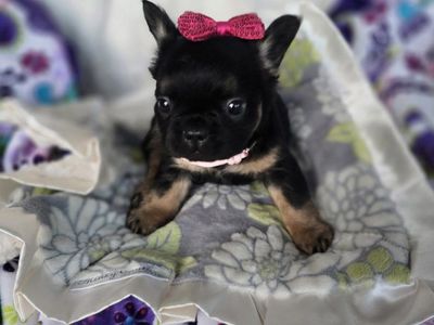 AKC Fluffy French Bulldogs