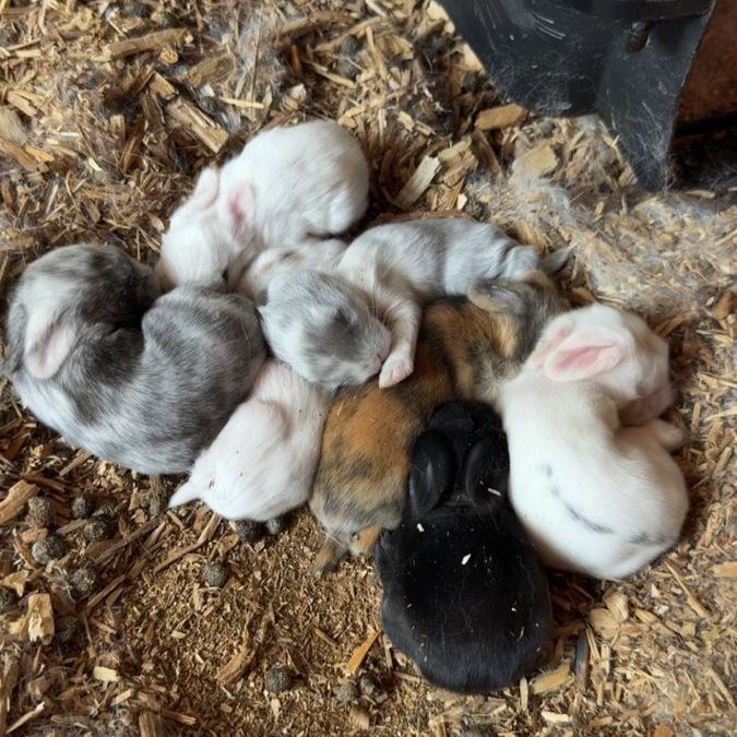 Baby bunnies for sale