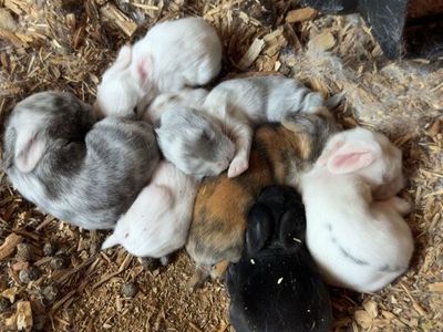 Baby bunnies for sale
