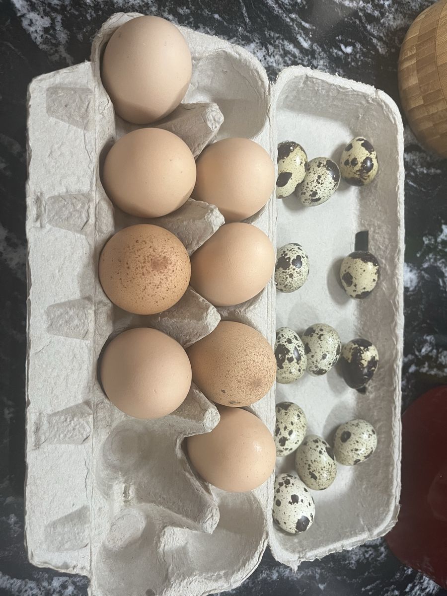 Fresh Farm Eggs: Chicken Eggs & Quail Eggs - Natural, Unprocessed