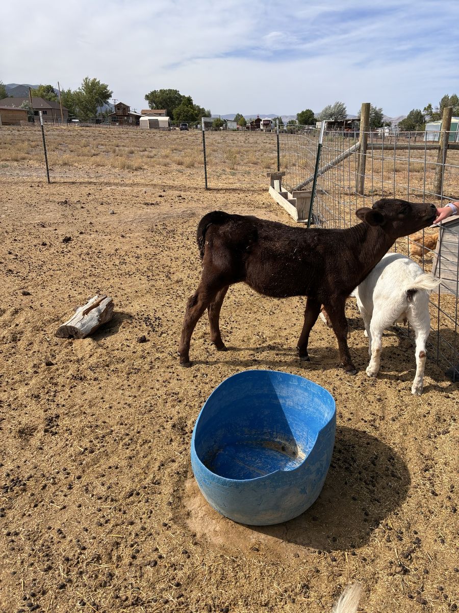Heifer calf