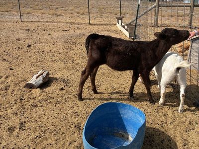 Heifer calf