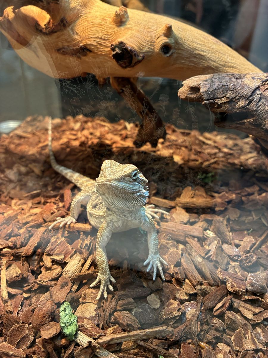 Baby Bearded Dragon