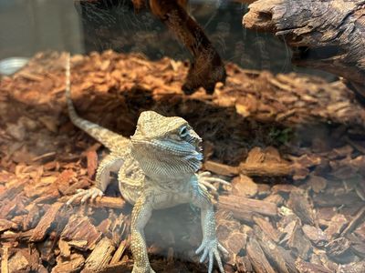 Baby Bearded Dragon