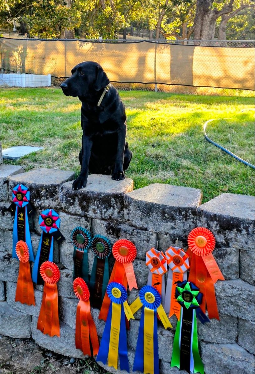 AKC Black Lab Puppies 