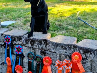 AKC Black Lab Puppies